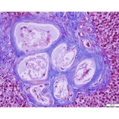 Tissue Control Slide